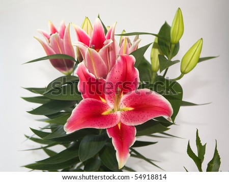 Lilies bouquet on white