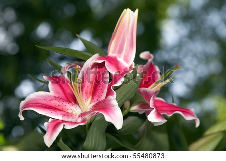 Red lilies bush like bouquet,