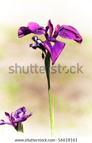 Purple sword-like japanese iris portrait