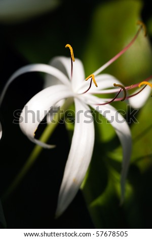 Exotic white tropic flower