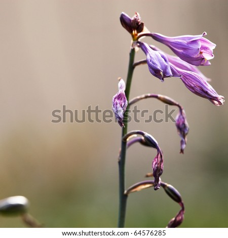 Violet flower like lily