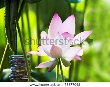 Spa stones balance and pink lotuses  in habitat
