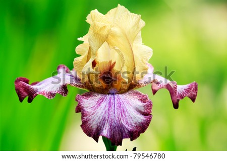 Iris flower portrait
