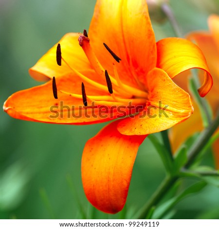 Bud of flowering orange lily