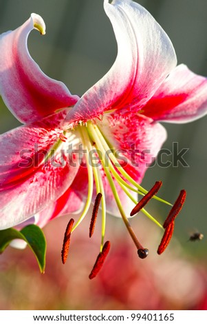 Lily flower portrait close up