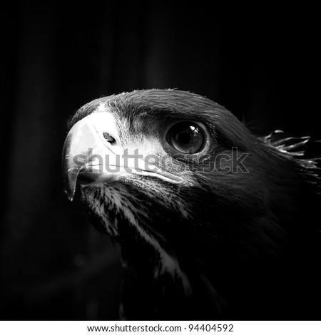 Golden eagle looking forward black and white