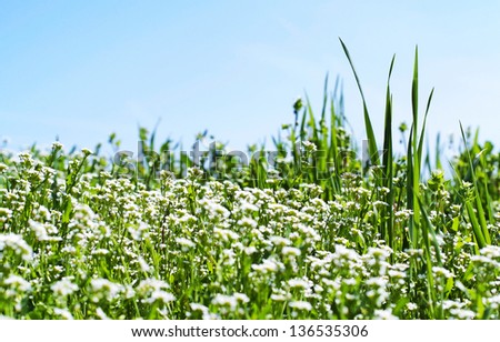 Flowery meadow in spring time