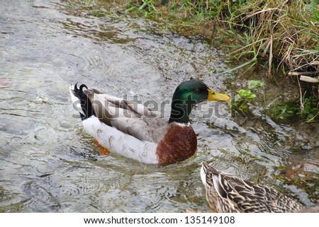 Usual male wild  duck green head over transparent water