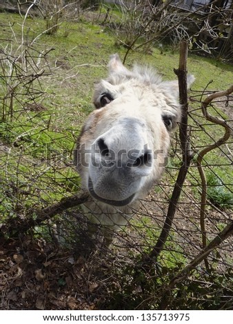 Close up of donkey head / farm animal