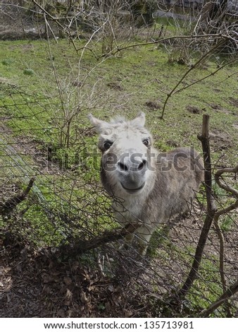 Close up of donkey head / farm animal
