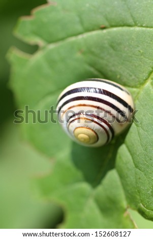 snail shell on a green leaf