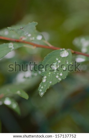 dew drops on the leaves after the rain