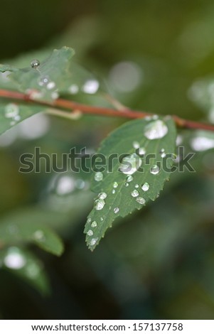 dew drops on the leaves after the rain