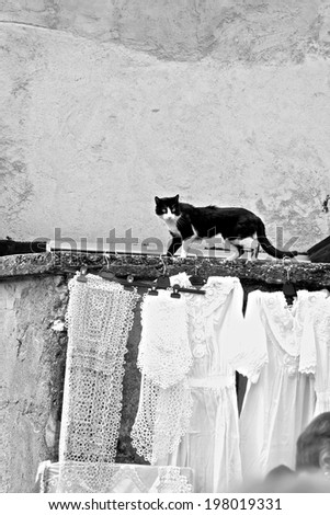 black cat walking over the clothes line