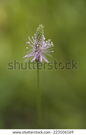 plantain flower macro