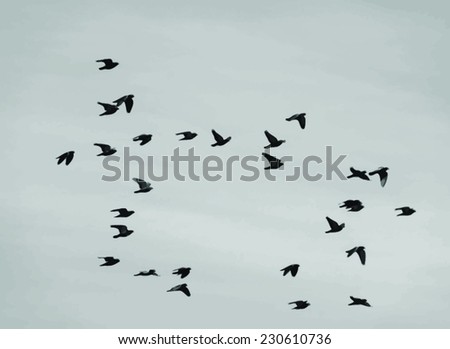 vector image of a flock of birds vector image of a flock of birds