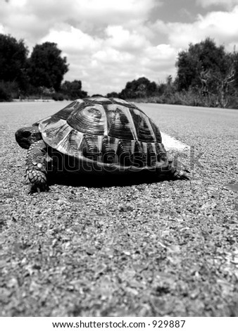 box turtle crosses a road in spain 2