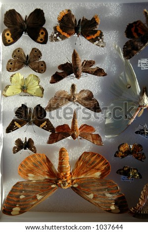 Insect collection of butterflies and moths