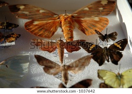 Insect collection of butterflies and moths