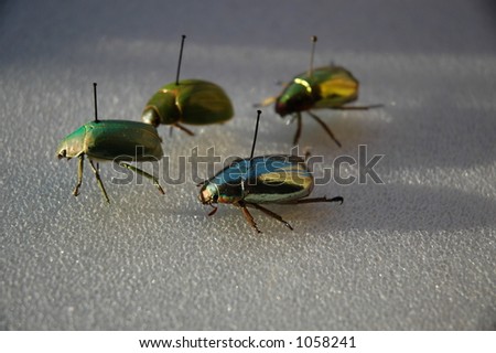 Collection of beetle grasshoppers wasps and insects in general