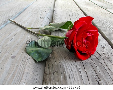 rose on wood floor