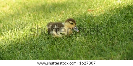 wet baby duck in the middle of green grass