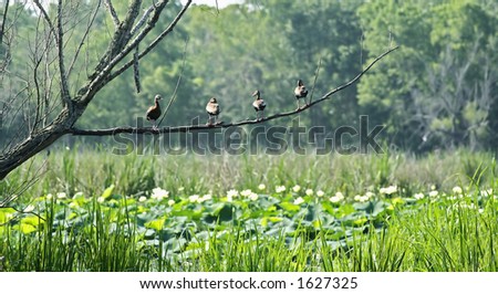 ducks standing on tree branch forming constant line