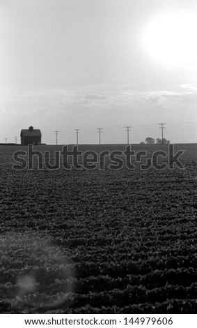 A lonely barn and telephone poles in a mid western USA farm field