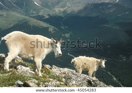 Colorado mountain goats