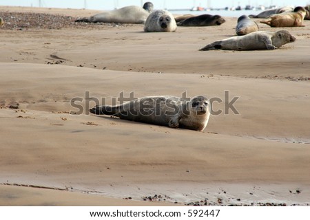 Seal pup on sandy beach with common & grey seals in background