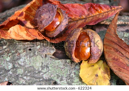 conkers (horse chestnut) on a log with autumn leaves