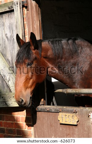 Brown horse called Tess looking out of horse box