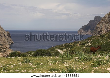 wild goat on grassland overlooking sea