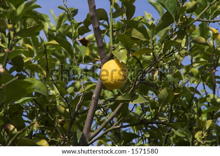 single lemon growing on tree with blue sky background