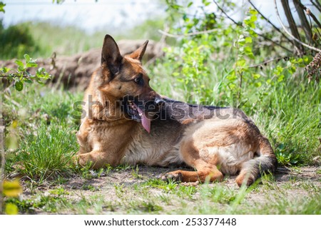 German shepherd dog resting in nature