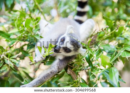 Ring-tailed lemur (Lemur catta) eating from a tree