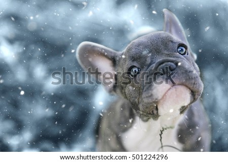 3 months old french bulldog and his first snow