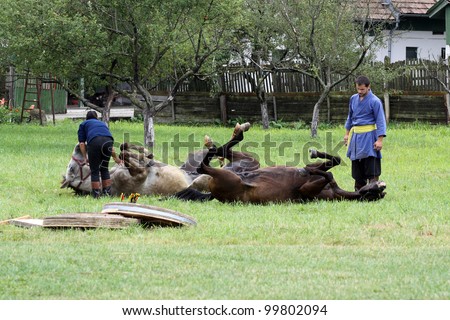 VALCELE, ROMANIA - AUGUST 11: An unidentified rider preparing the horses for the demonstration of archery on horseback at the yearly organized \