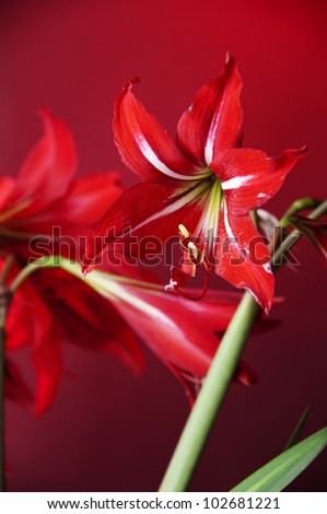 red flower on red background with latin name Amaryllis or  Hippeastrum