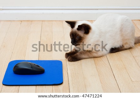Siamese Cat curiously sitting in front of a computer mouse laying on a mousepad on the floor