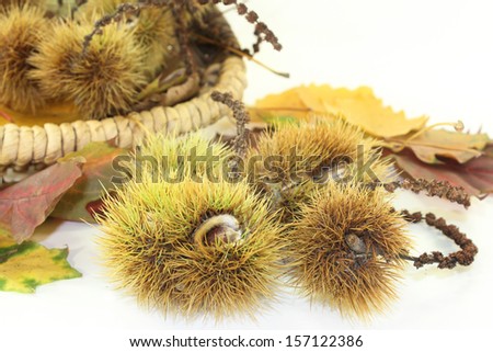 ripe sweet chestnuts against white Hntergrund