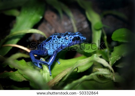 a blue poison dart frogs in a terrarium