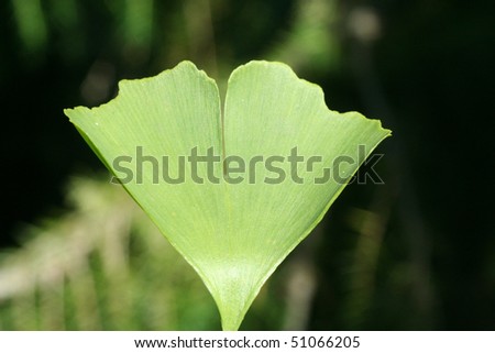 green ginkgo leaf on a tree Ginkgo