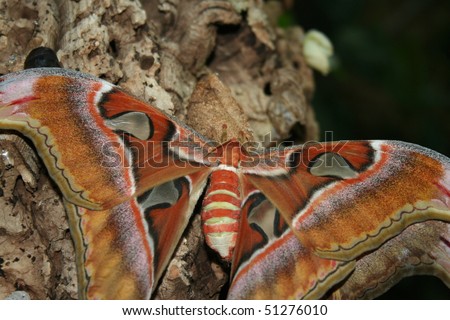 larval ulyssess butterfly larval host