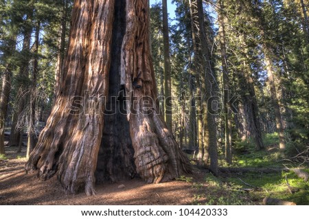 An enormous Sequoia in the Giant Forest (Sequoia National Park) is getting hit with evening light.