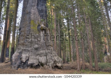 Dead Giant, an enormous dead Sequoia in the Giant Forest (Sequoia National Park)
