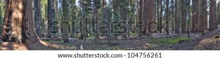 A panorama shot of Sequoias in the Giant Forest at Sequoia National Park