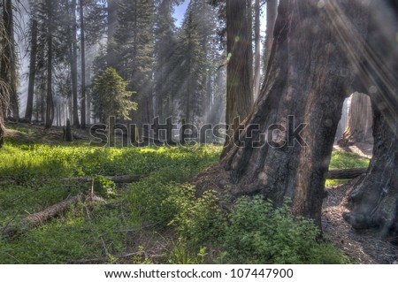 Light rays in the Giant Forest at Sequoia National Park