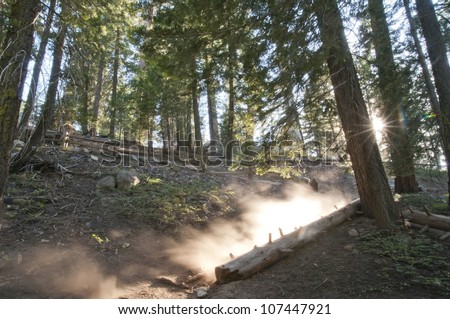 A dusty trail that lead to the General Grant Tree in Sequoia National Forest.