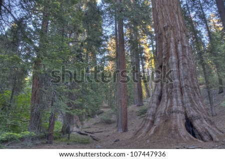 A giant Sequoia in Sequoia National Forest.